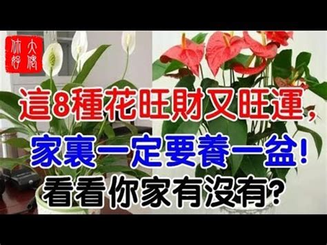 紅掌風水|【紅掌花風水】紅掌花的風水秘辛：擺放禁忌與招財妙招大公開